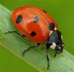 ladybug.png